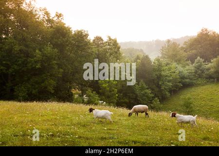 Pathway through field with misty landscape in disctance, Holmes County, Ohio, USA Stock Photo