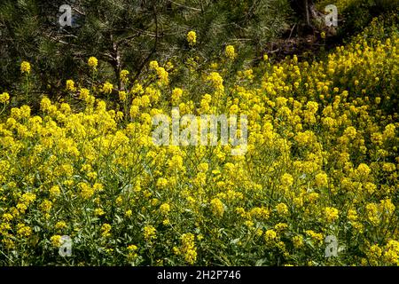 Wild yellow flowers, ild flowers, wild mustard flowers.Sinapis arvensis plant  .Sinapis arvensis plant Stock Photo