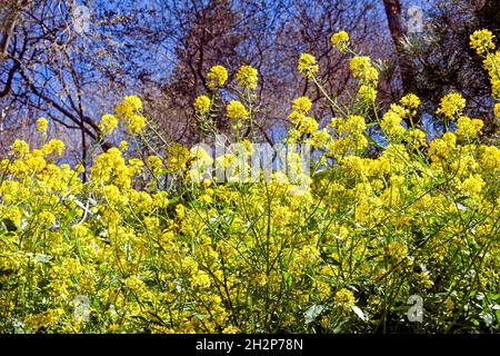 Wild yellow flowers, ild flowers, wild mustard flowers.Sinapis arvensis plant  .Sinapis arvensis plant Stock Photo