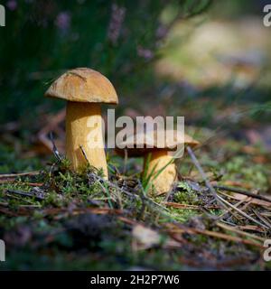 velvet bolete (Suillus variegatus) on the forest floor in autumn Stock Photo
