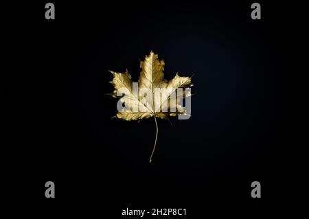 Gilded maple leaf against black background. Stock Photo