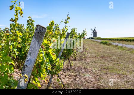 The AOC Loupiac is a French wine area mostly known for its sweet white wines - and right opposite off Sauternes Stock Photo