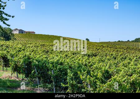 The AOC Loupiac is a French wine area mostly known for its sweet white wines - and right opposite off Sauternes Stock Photo