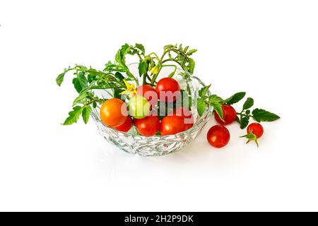 Fresh picked cherry tomatoes with leaves and yellow flowers. Isolated on white background. Stock Photo