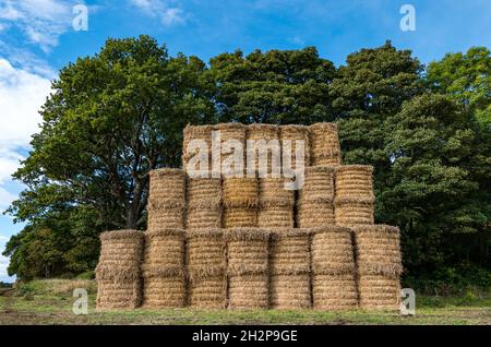 High stack of round hay bales at edge of crop field, East Lothian, Scotland, UK Stock Photo