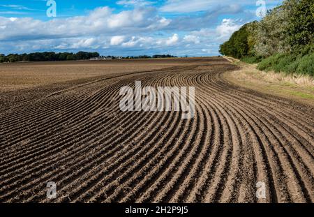 Ploughed regular lines of curved furrows or ridges in soil in crop field on sunny day, East Lothian, Scotland, UK Stock Photo