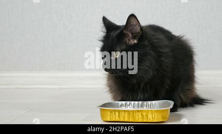 Beautiful long-haired black cat eating dry food on the floor Stock Photo