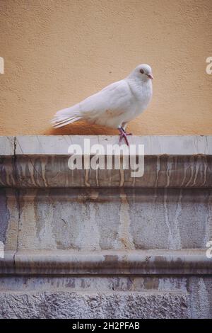 white dove in front of historical wall in Spain Stock Photo