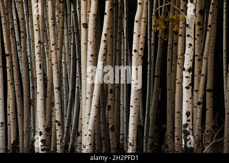 Group of young aspen tree trunks. Stock Photo