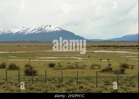 Wet steppe in El Calafate - Patagonia. Stock Photo