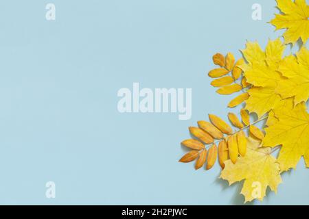 Autumn composition autumn leaves  yellow maple and rowan leaf on a blue paper background. Creative top view flat lay. Stock Photo