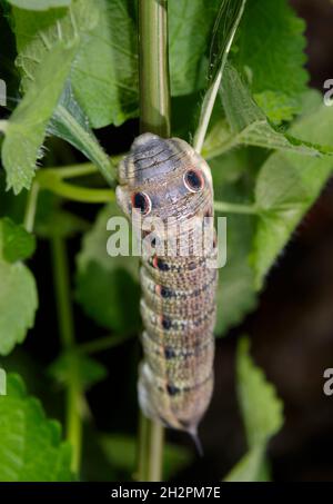 Tersa sphinx moth (Xylophanes tersa) caterpillar, Brazos Bend State Park, Needville, Texas, USA. Stock Photo