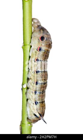 Tersa sphinx moth (Xylophanes tersa) caterpillar, isolated on white background. Stock Photo