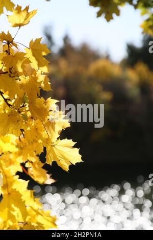 Beautiful autumn colors on the shores of the lake Stock Photo