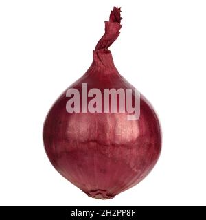 Purple onion isolated on white background. Close-up, clipping path. Stock Photo
