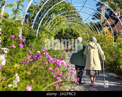 Elderly couple walking in garden, lady with walking stick holding arm of companion strolling through garden feature tunnel of Cosmos bipinnatus in late summer at Wisley Gardens Surrey UK. Outdoors healthy hobby interest mindfulness and exercise Stock Photo