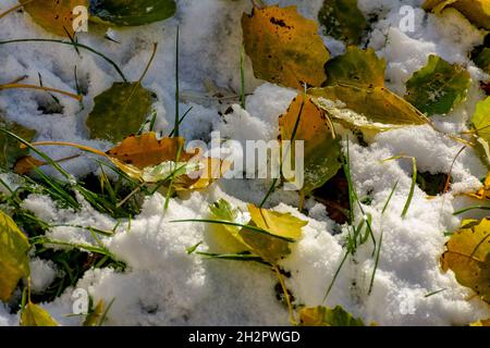 Bright yellow leaves of an aspen fallen on fresh snow. Stock Photo