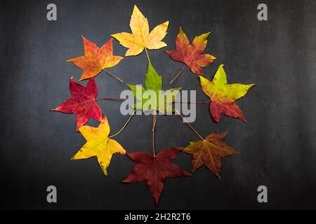 Shades of autumn, multicolored autumn maple  leaves on a black background, top view Stock Photo
