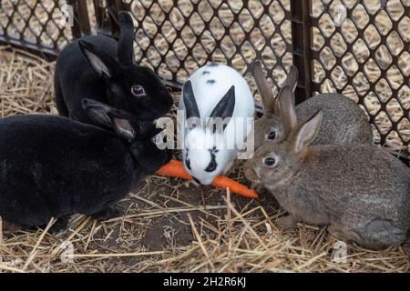 Detroit, Michigan, USA. 23rd Oct, 2021. October Fest in the Morningside neighborhood offered visits with bunnies and other activities for children. Credit: Jim West/Alamy Live News Stock Photo