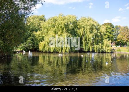 Weeping willow tree in Ham Pond, Ham Common, Ham, London Borough of Richmond upon Thames, Greater London, England, United Kingdom Stock Photo