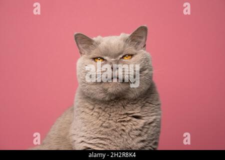 angry british shorthair cat making funny face with mouth open, Stock image