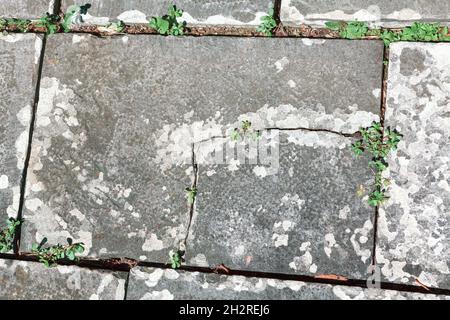 Grass growing through pavement . Plants survival in city street Stock Photo