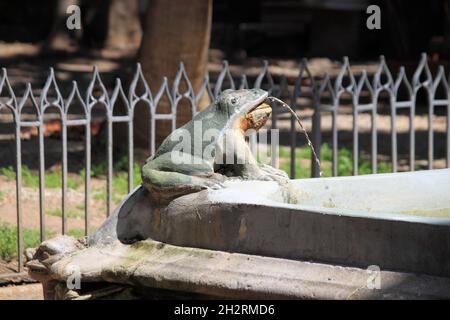 Frog Fountain in the Barcelona Cathedral, Spain Stock Photo