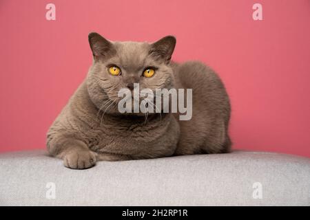 fluffy lilac british shorthair cat resting on couch looking at camera portrait on pink background with copy space Stock Photo