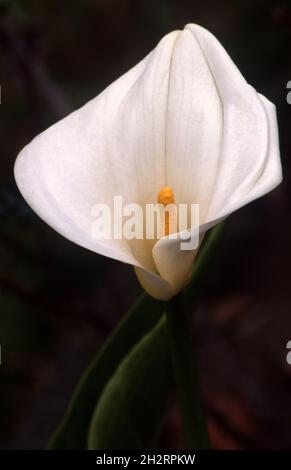 GIANT WHITE ARUM LILY (ZANTEDESCHIA AETHIOPICA) ON A BLACK BACKGROUND. Stock Photo