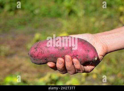 Sweet potato in the farmer's hand. Best organic vegan food. Sweet potato as a healthy food. Stock Photo