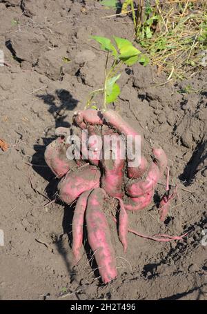 Sweet potatoes roots harvesting. Organic sweet potatoes gardening. Sweet potatoes growing. Sweet potatoes photo. Stock Photo