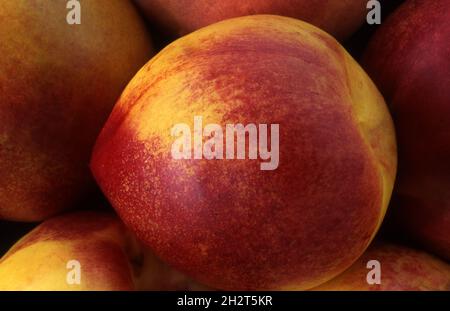 CLOSE-UP OF FRESHLY PICKED NECTARINES (PRUNUS PERSICA VAR. NUCIPERSICA). AUSTRALIA. Stock Photo