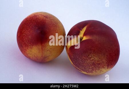 STUDIO IMAGE OF FRESH NECTARINES (PRUNUS PERSICA VAR. NUCIPERSICA) ON WHITE BACKGROUND . Stock Photo