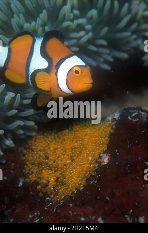 Clown Anemonefish, Amphiprion percula, in Anemone, Heteractis sp, with eggs, Ribbon Eel Reef, Tufi, Cape Nelson, Oro Province, Papua New Guinea Stock Photo