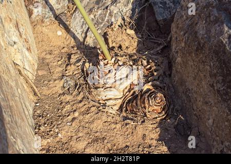two Mediterranean sea squill Drimia maritima bulbs and a flower stalk surviving and thriving between flint and chert boulders in the Negev Desert Stock Photo