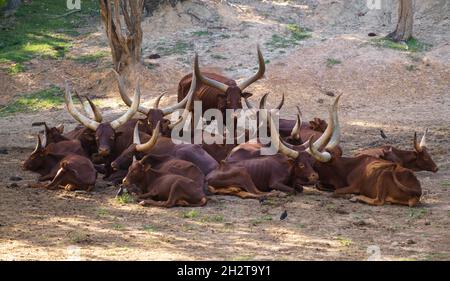 herd of ankole watusi cattle in zoo Stock Photo