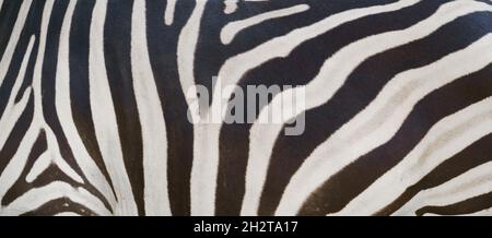 real zebra skin close up textured Stock Photo