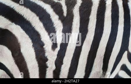 real zebra skin close up textured Stock Photo