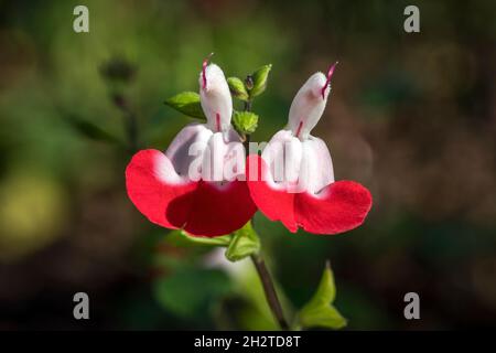 Salvia x jamensis 'Hot Lips' a summer autumn fall flowering plant with a red white summertime flower commonly known as sage, stock photo image Stock Photo