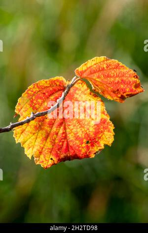 Autumn colour of a witch hazel (Hamamelis x Intermedia) tree shrub leaf with a orange yellow golden leaves during the fall season in November, shown a Stock Photo