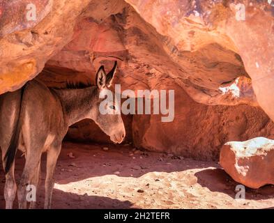 A donkey or mule hiding from the burning sun at the shade of a red sand stone rock in the ancient city of Petra, Jordan. Stock Photo