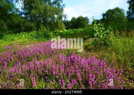 Blaxhall Common Nature Reserve, Suffolk, England, UK Stock Photo