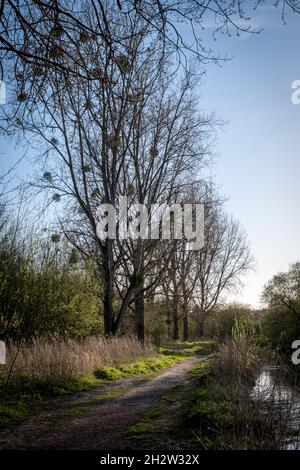 Wintery Poplar trees growing alongside river Stock Photo