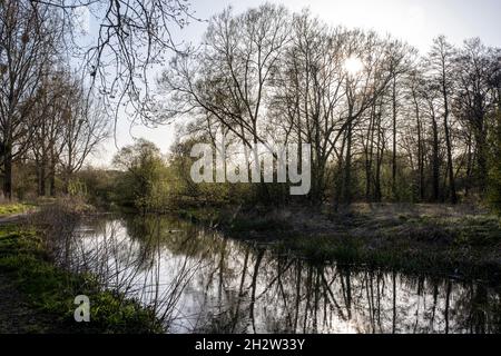 Wintery Poplar trees growing alongside river Stock Photo