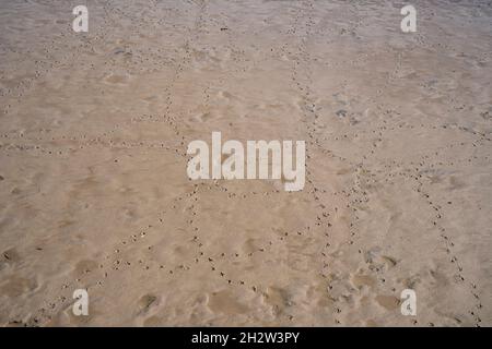 Birds footprints on wet sand on beach Stock Photo