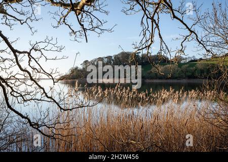 Phragmites australis, Common Reed at Slapton Ley in South Devon Stock ...