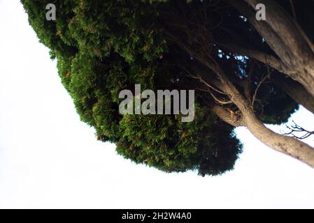 Mighty evergreen tree on a white background. Bottom view. Copy space for text. Stock Photo