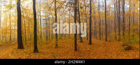 Autumn landscape in the forest with colorful yellow and orange leaves on the ground and tree branches. Morning fog in the park between the trees Stock Photo