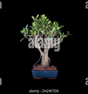 banyan fig bonsai over dark background (Ficus microcarpa) Stock Photo