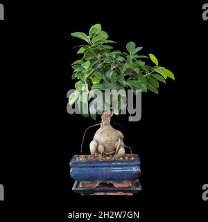isolated ficus ginseng bonsai over dark background (Ficus microcarpa) Stock Photo